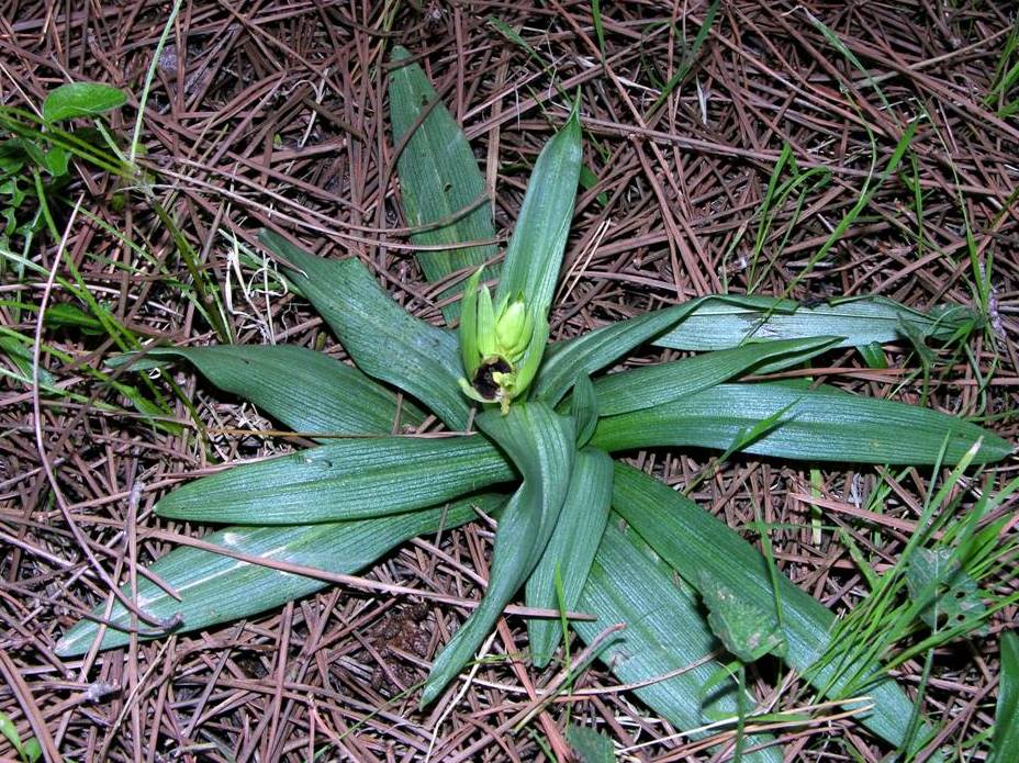 Ophrys sphegodes subsp massiliensis.jpg