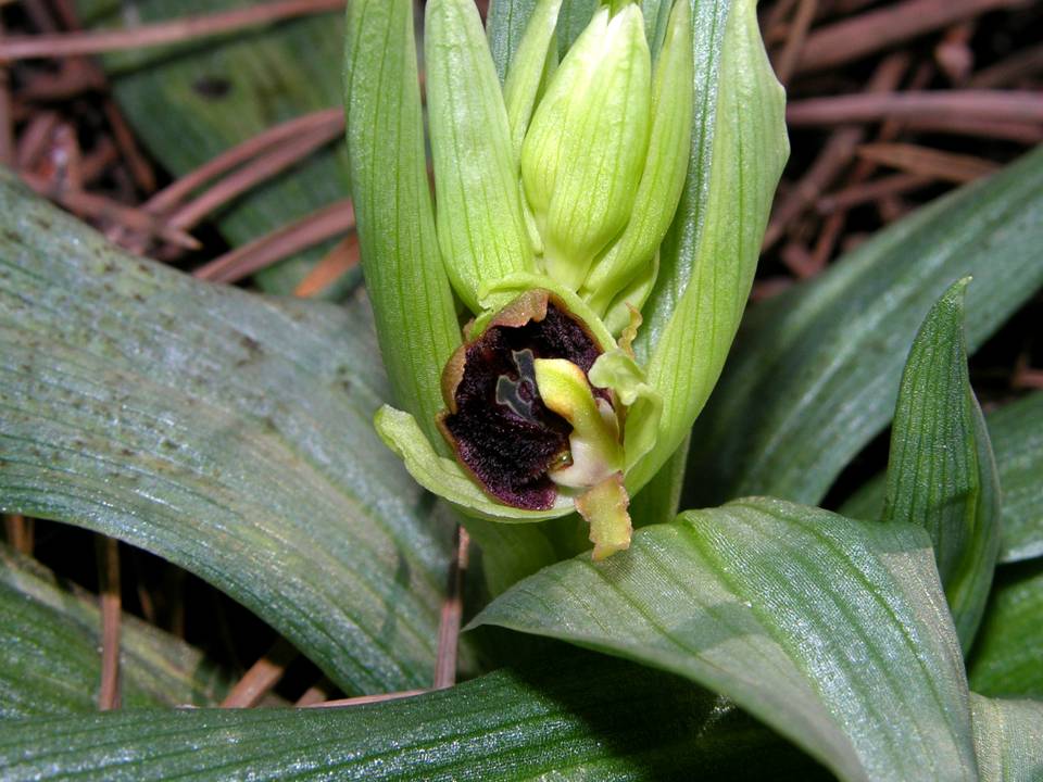 Ophrys sphegodes subsp massiliensis-2.jpg