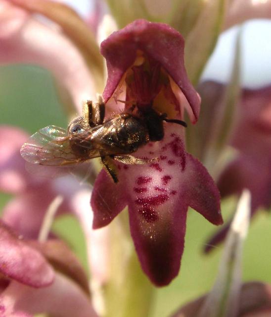 Lasioglossum sp.1.JPG