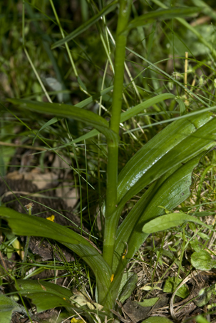 Dact foglie 4584.JPG