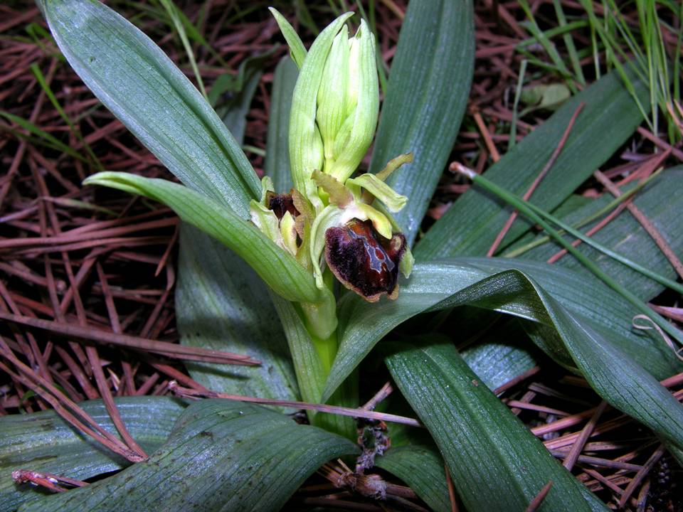 Ophrys dicembre 2011.jpg