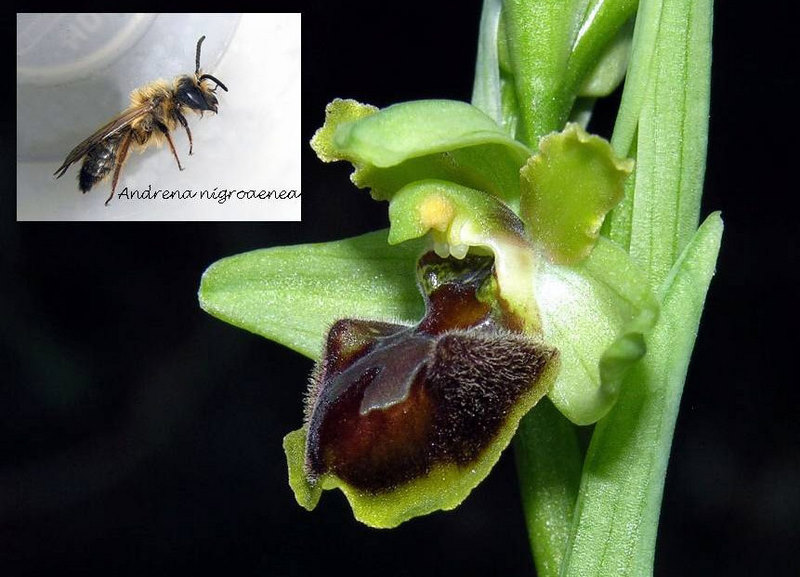 andrena-1.jpg