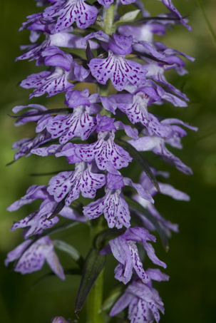 Dact fiore 4587.JPG