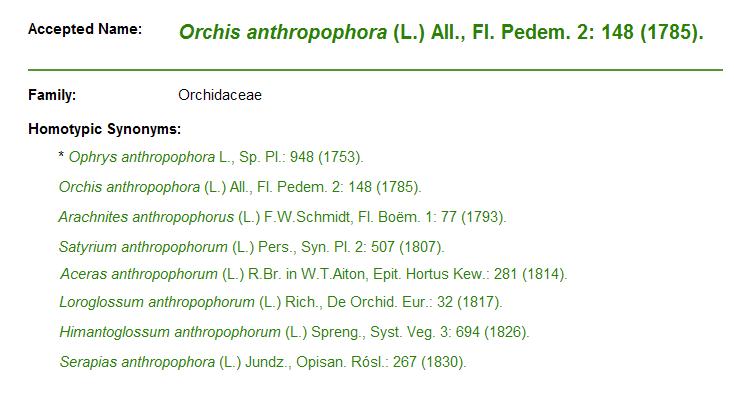 anthropophora.JPG