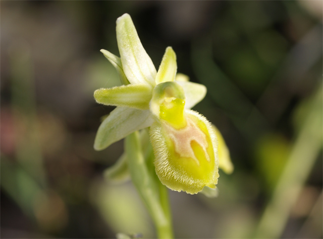 ophrys exaltata apo.jpg