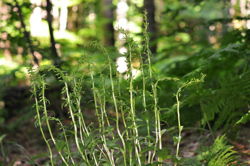 epipactis sp_00.jpg