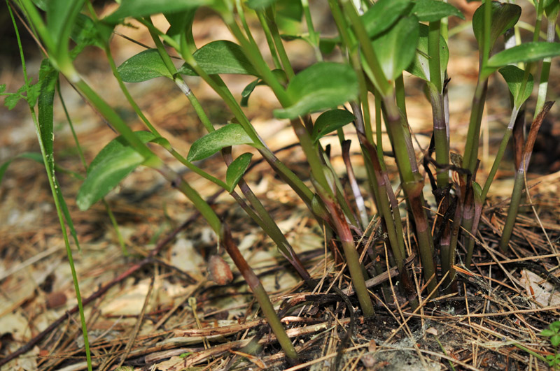 epipactis sp_01.jpg