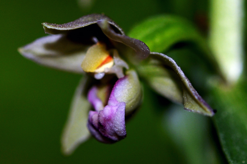 epipactis sp_04.jpg