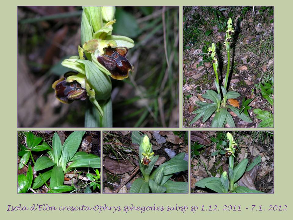 Ophrys massiliensis.jpg