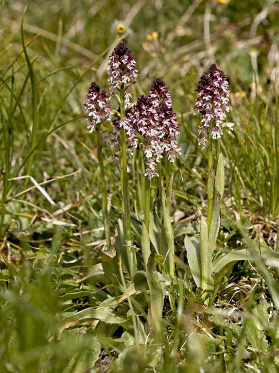 Neotinea ustulata  P.Gardena   15-07-2011.jpg