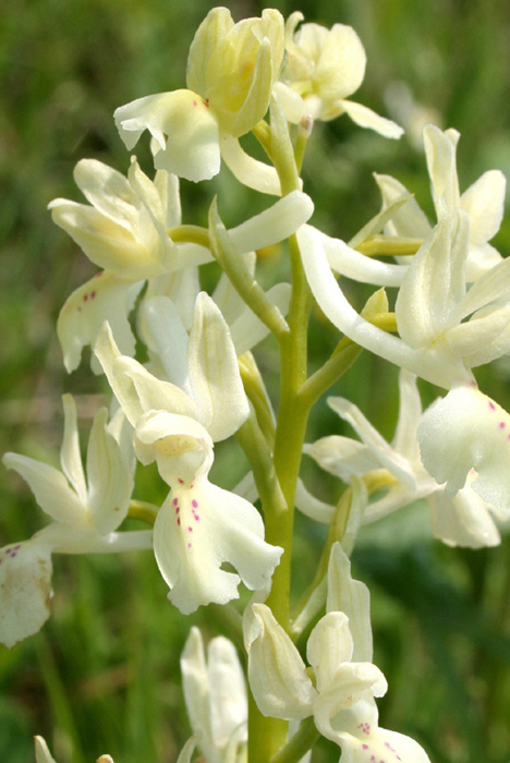 Orchis-provincialis-(7).jpg