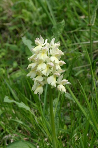 Orchis-x-plessidiaca-(3).jpg