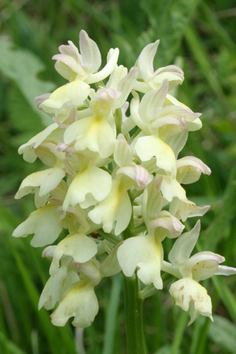 Orchis-x-plessidiaca-(4).jpg
