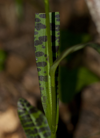 Dac 2011 spp 4004b.jpg