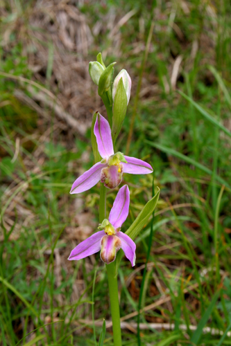 Ophrys-apifera-ssp.jpg
