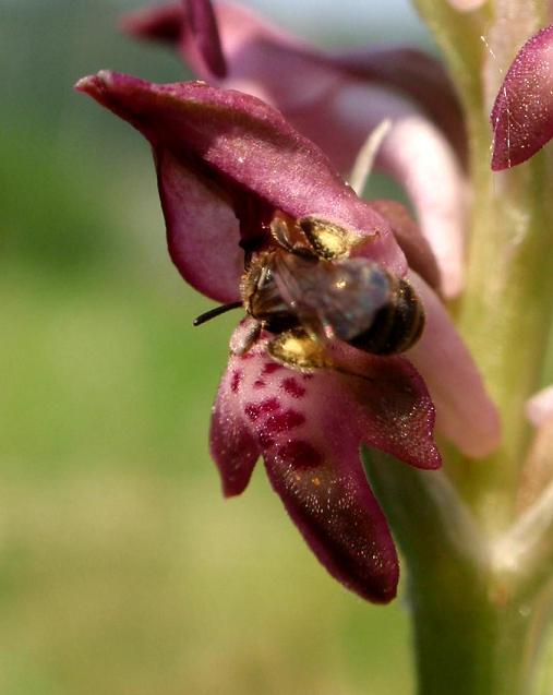 Lasioglossum sp.3.JPG