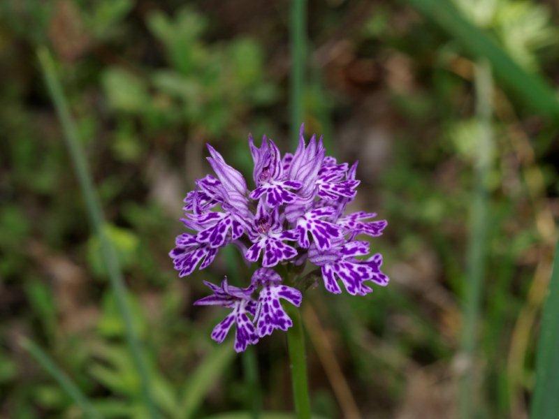 neotinea tridentata labello con disegno diverso bosco di gravina1.JPG