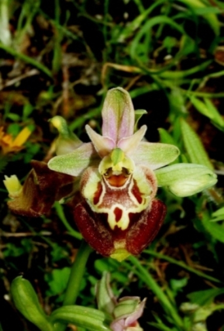 Ophrys apulica x..... 848.JPG