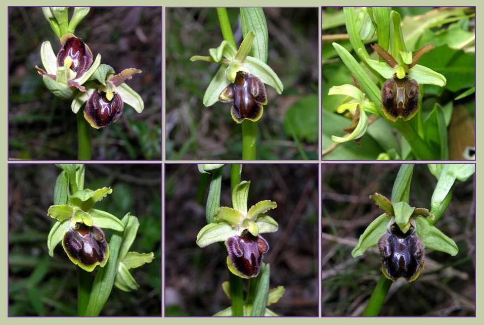 Ophrys di gennaio.jpg