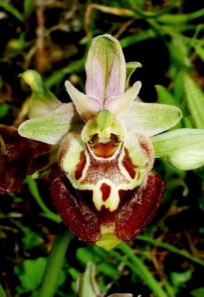 Ophrys apulica forma 848 - Copia.JPG