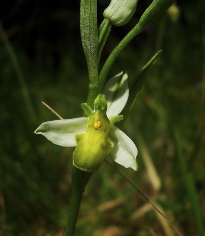 chlorantha.JPG