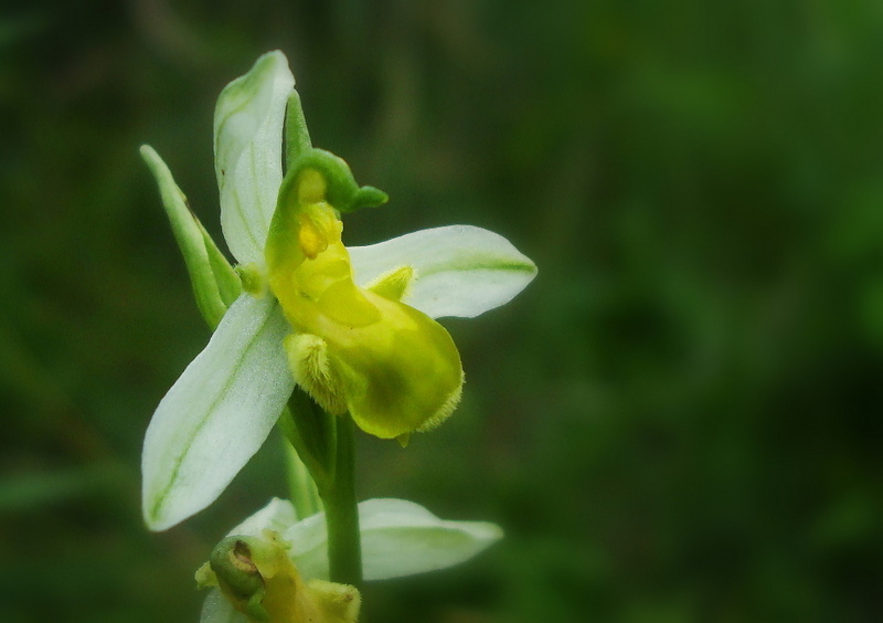 chlorantha 1.JPG