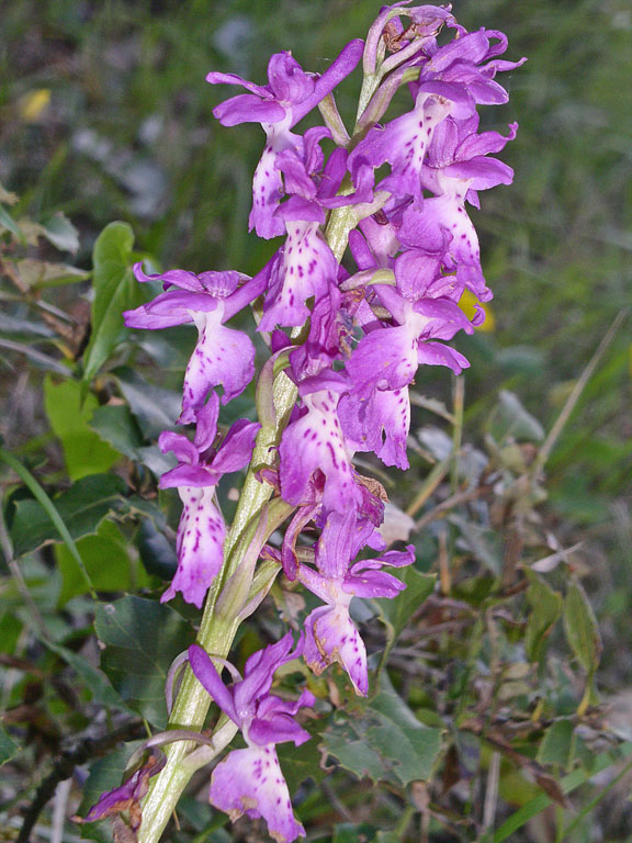Orchis xpenzigiana sardoa (4).jpg