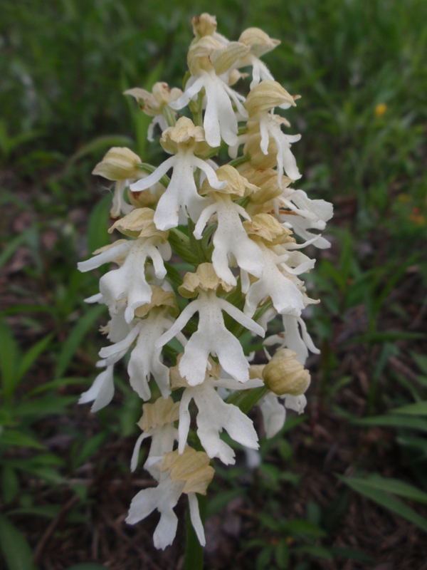 Orchis purpurea f. albida2.JPG