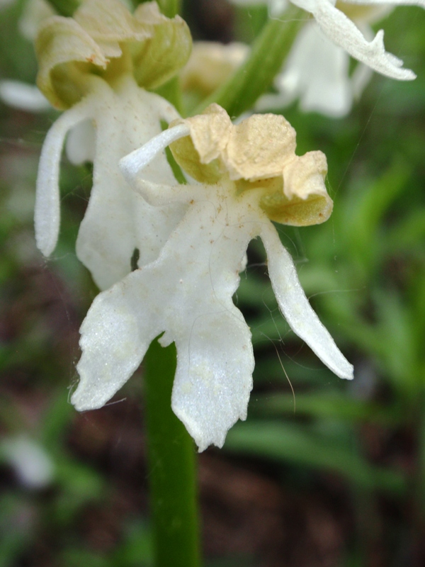 Orchis purpurea f. albida4.JPG