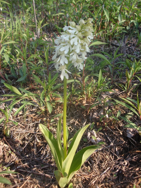 O.purpurea f. albida.JPG