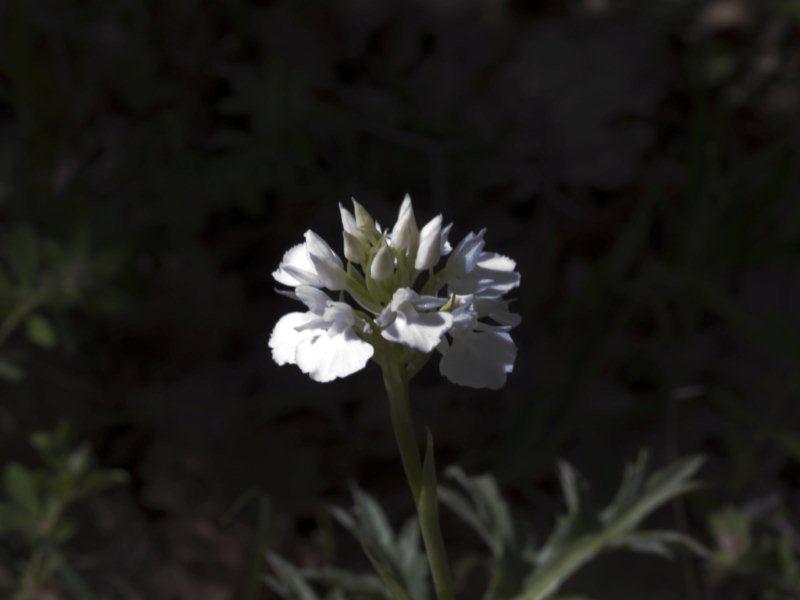 ibrido piramidalisxpapilionacea.jpg