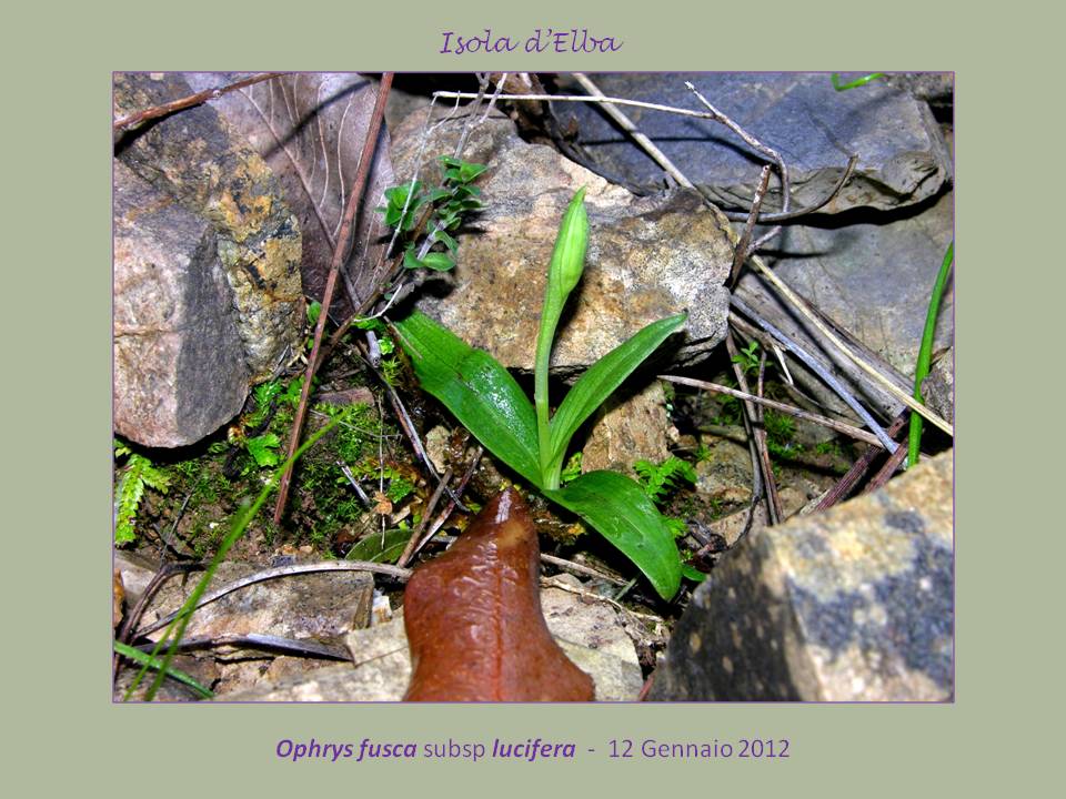 Ophrys luciferaA..jpg