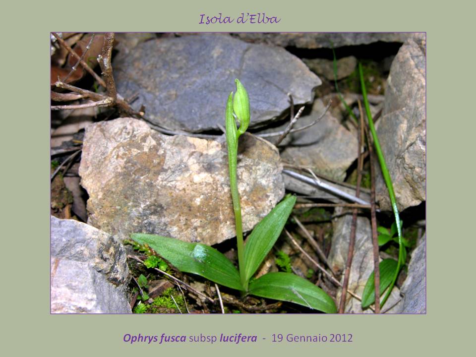 Ophrys luciferaB..jpg