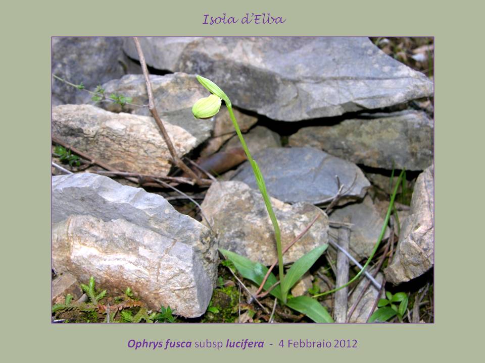 Ophrys luciferaD..jpg