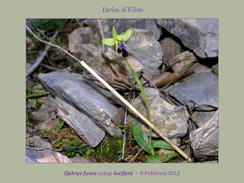 Ophrys lucifera E..jpg