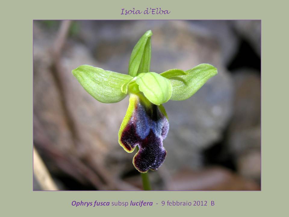 Ophrys lucifera F..jpg