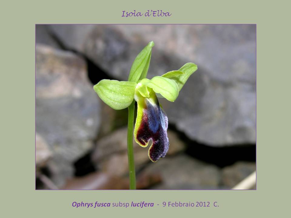 Ophrys lucifera G..jpg
