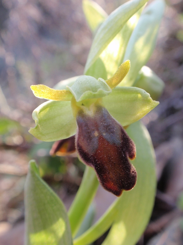 Ophrys forestieri 4.JPG