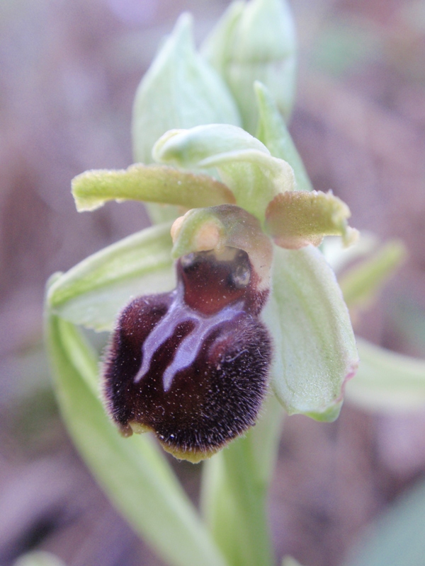 Ophrys sphegodes massiliensis.JPG