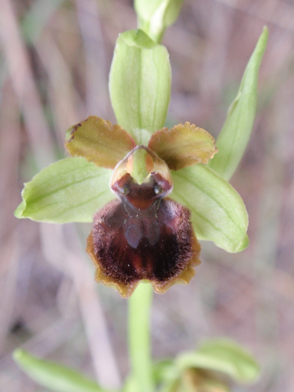 Ophrys sphegodes massiliensis 4.JPG