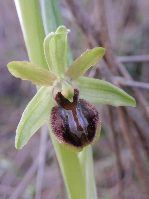 Ophrys sphegodes massiliensis 5.JPG