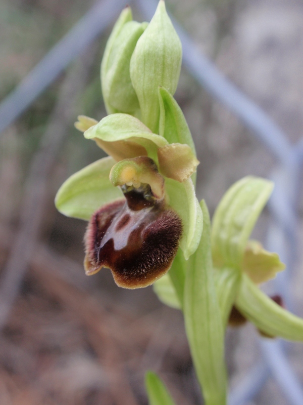 O. sphegodes massiliensis 4.JPG