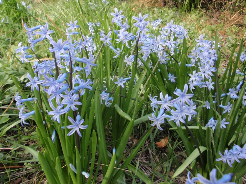 Hyacinthus subspontanei.JPG