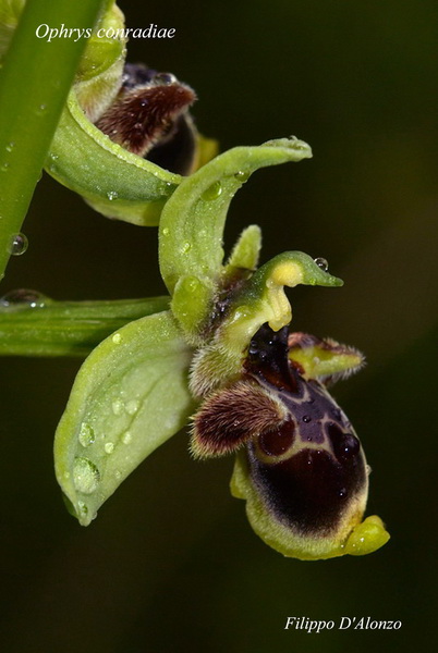 Ophrys conradiae.jpg