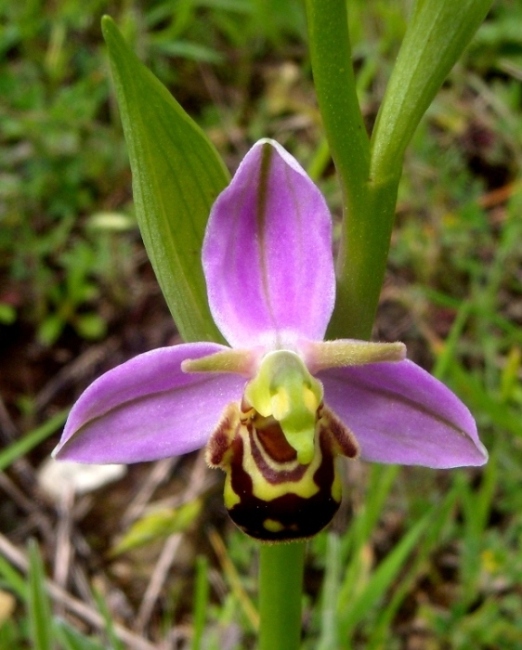 Ophrys apifera var. aurita (Moggr.).jpg