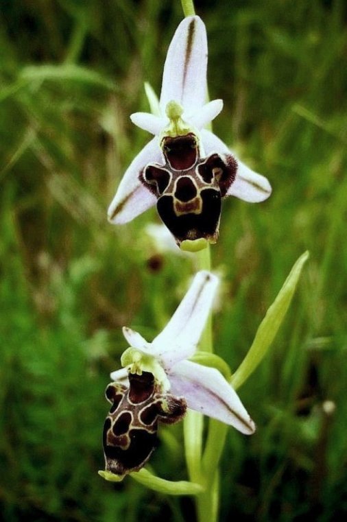 Ophrys gr, scolopax  366 - Copia.JPG