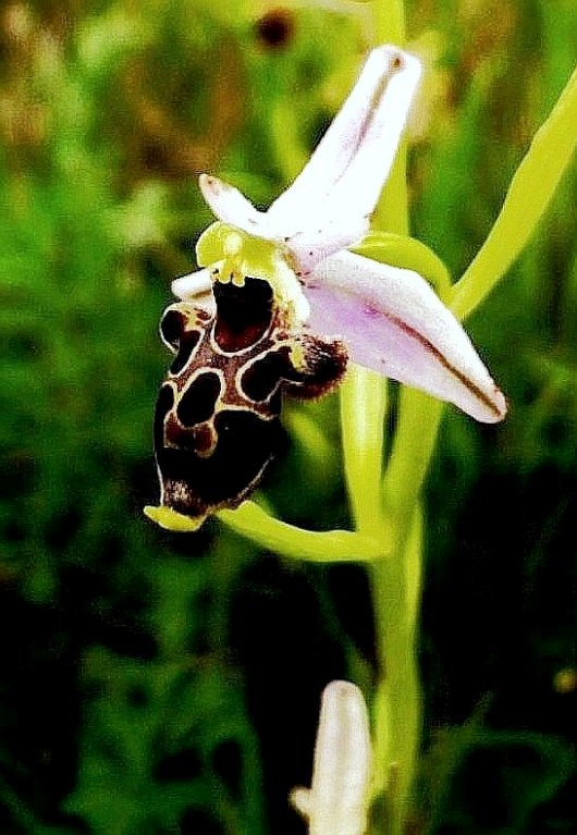Ophrys gr. scolopax   366 b.JPG