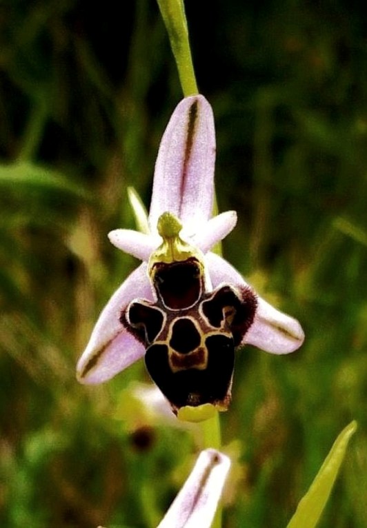 Ophrys gr. scolopax   366 c - Copia.JPG
