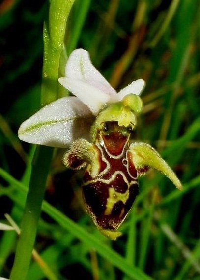 Ophrys scolopax ssp. cornuta  916.JPG