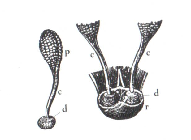 Pollinium Darwin.jpg